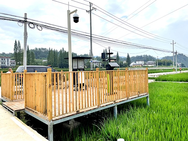 浙江临安：竹林变稻田，，，，，，田舍喜开颜