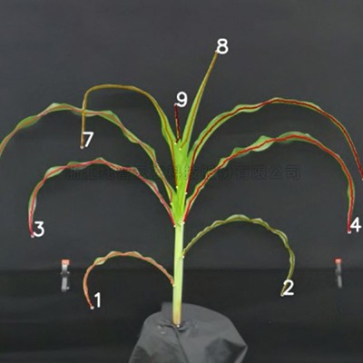 麻将胡了破解版(官方)最新IOS/安卓版/手机版APP下载