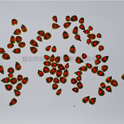 麻将胡了破解版(官方)最新IOS/安卓版/手机版APP下载