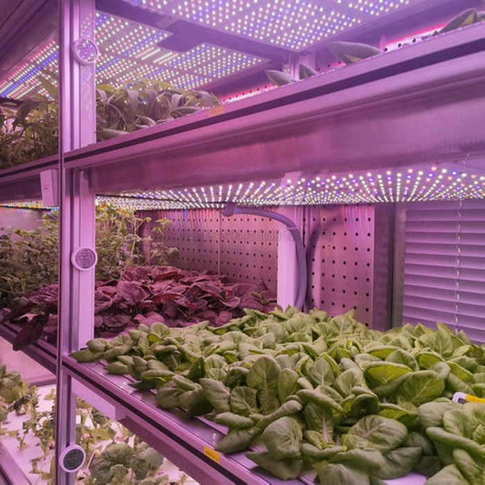 麻将胡了破解版(官方)最新IOS/安卓版/手机版APP下载