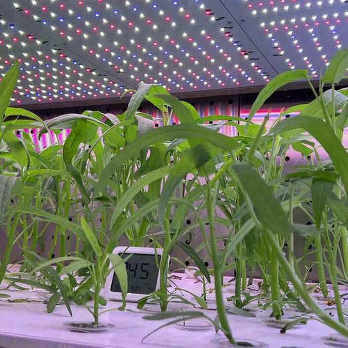 麻将胡了破解版(官方)最新IOS/安卓版/手机版APP下载