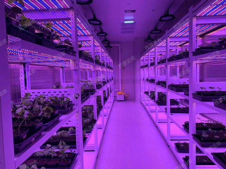 麻将胡了破解版(官方)最新IOS/安卓版/手机版APP下载