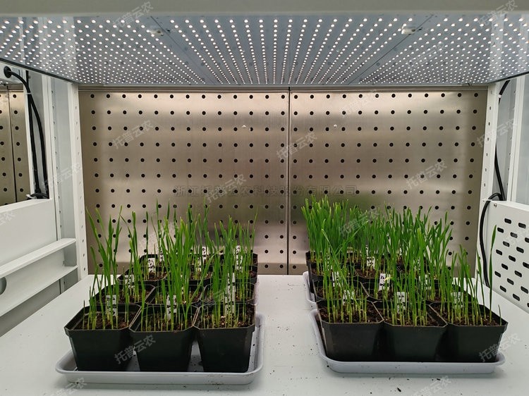 麻将胡了破解版(官方)最新IOS/安卓版/手机版APP下载