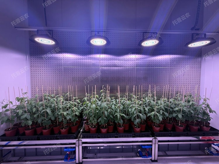 麻将胡了破解版(官方)最新IOS/安卓版/手机版APP下载