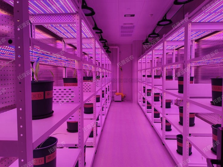 麻将胡了破解版(官方)最新IOS/安卓版/手机版APP下载