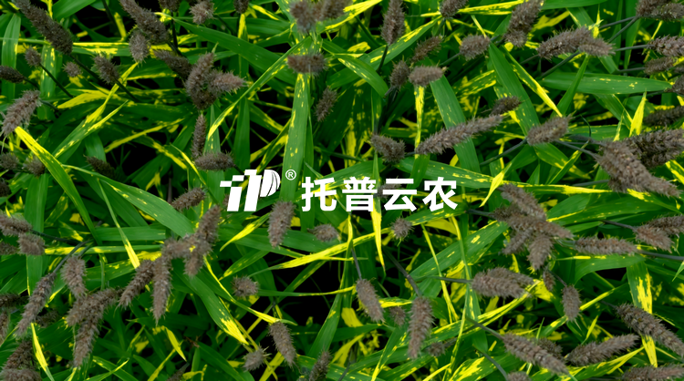 无人车移动式解决规划：田间作物全生育期表型精准监测与解析