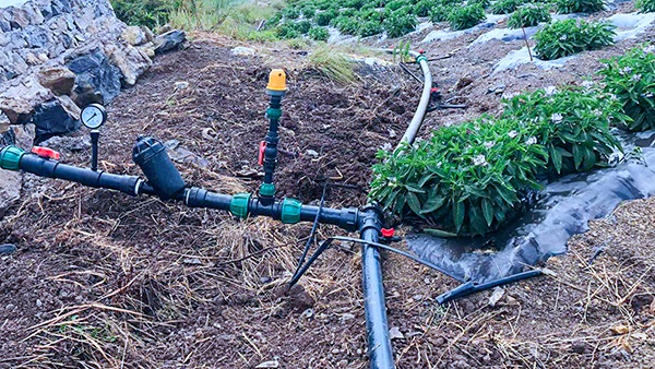 人参果园选取嵌片式滴灌模式