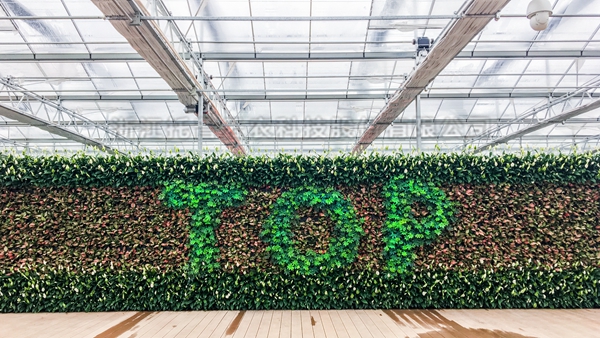 麻将胡了全自动托管智能温室大棚