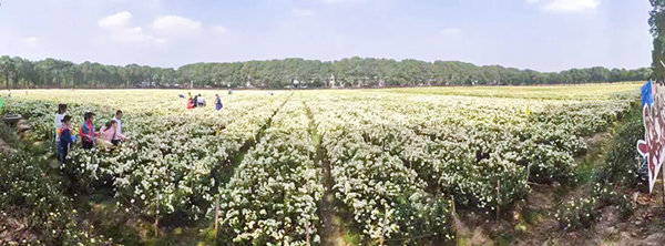 路地药材数字化利用颁布，，，，，，，，杭白菊产业迎来数字化刷新