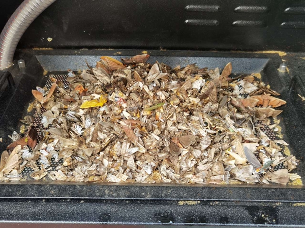 机械诱捕烘干后的虫体（部门）