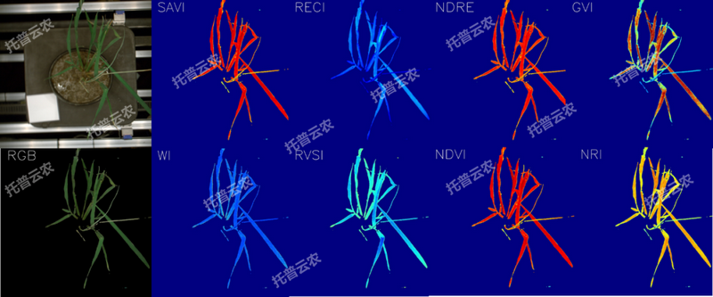 逆境仿照及植物成长监测平台-高光谱成像与指数分析了局.png