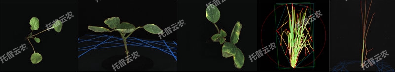 逆境仿照及植物成长监测平台-2维.jpg