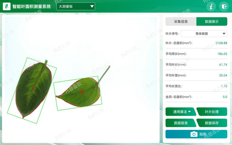 叶片分析 - 副本.jpg